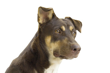 Isolated brown Dog looking something