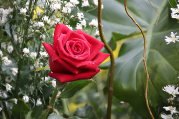 Red Rose