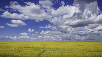 Endless fields of Chuvashiya 