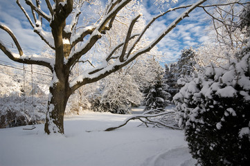 Fototapeta na wymiar The sun rises over a suburban backyard after an overnight snowfall.