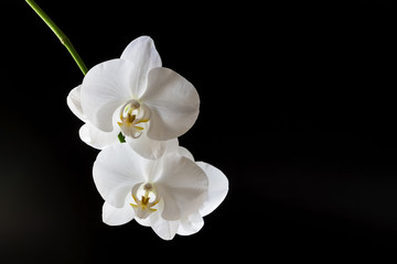 Naklejka na ściany i meble Branch of a blossoming white orchid on dark background. Selective focus