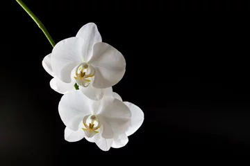 Papier Peint photo Orchidée Branch of a blossoming white orchid on dark background. Selective focus