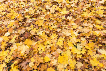 background of autumn leaves