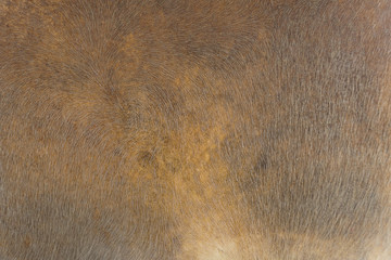 Cow leather texture