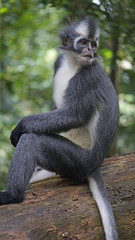 A lone Thomas Leaf Monkey in the jungle of Sumatra.