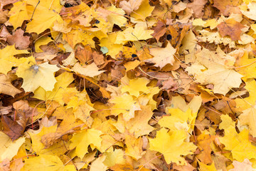 background of autumn leaves