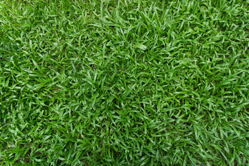Green grass texture and background