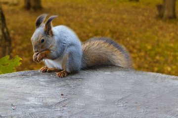 Squirrel eats nuts on a stump. Squirrel in the woods or in the Park.