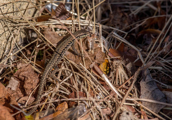 Lizard Hiding and Ready To Eat 2