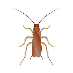 Blattella germanica. cockroach. Sketch of cockroach. cockroach isolated on white background. cockroach Design for coloring book. hand-drawn cockroach.