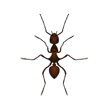 Formica exsecta. Sketch of ant. Ant isolated on white background. Ant Design for coloring book.