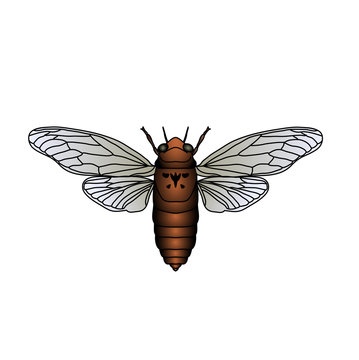 cicada. Cicadidae. Sketch of cicada. cicada isolated on white background.