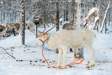 Reindeer in winter, Lapland, Finland