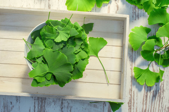 Medicinal leaves from the ginkgo biloba tree from China. Ginko biloba leaf on an white vintage table. View from above. 