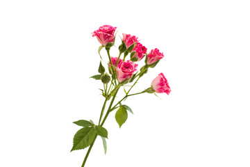 pink little roses isolated