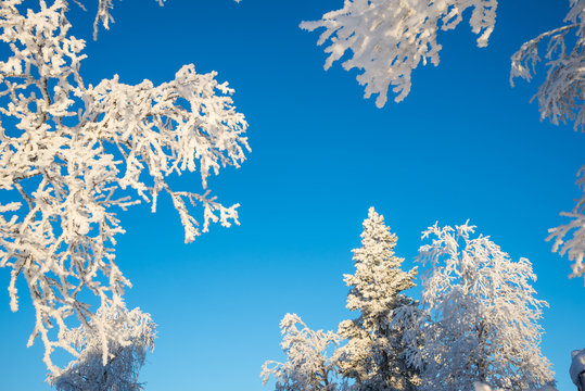 Snowy trees from below, blue sky background