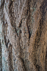 The Bark tree image close up in the wood