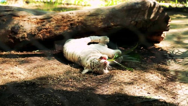 baby white tiger playing