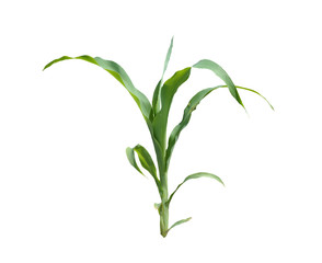 Junge Maispflanze freigestellt