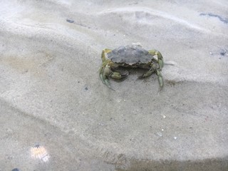 Großer Krebs bei Ebbe am Sandstrand