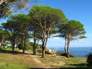 Fototapeta na wymiar Bäume bei Porto Pirastu