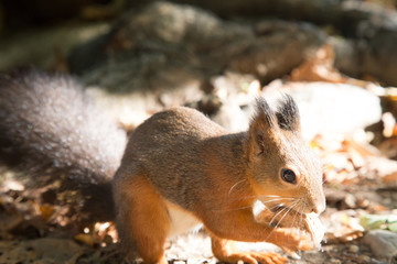a view of a curious red squirrel