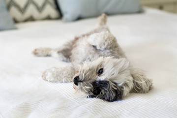 Cute White Havanese Dog Relaxing on a Human Bed