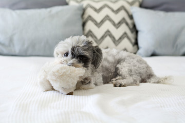 Cute Dog Sleeping with Plush Toy on a Human Bed Looking at Camera
