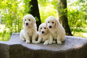 Puppy Golden Retriever pup posing outdoors