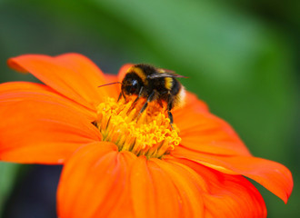 Bee on a vibrant flower