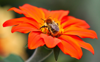 Bee on a vibrant flower