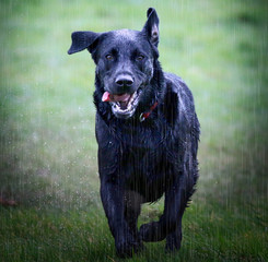 Running Labrador