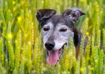 Lurcher in a crop field
