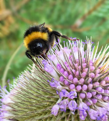 Bee on a vibrant flower