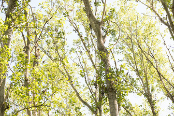 Bright green leaves on a light blue sky