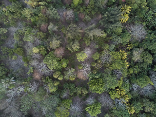 Aerial view on forest
