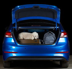 Poodle dog travel in car trunk