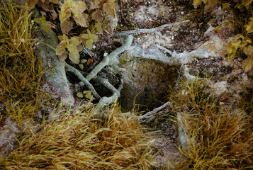 A fox hole amidst tree roots.