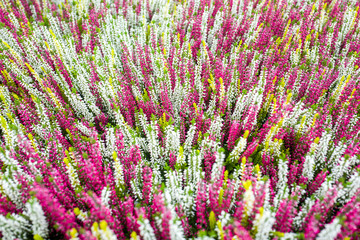 Calluna Vulgaris plants.