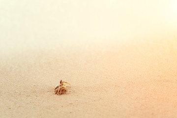 Fototapeta na wymiar Swift Land Crab on the white beach, Phuket Thailand