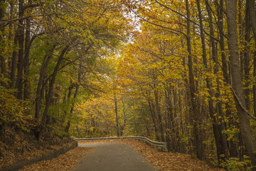 Road to volcano Etna in Autumn