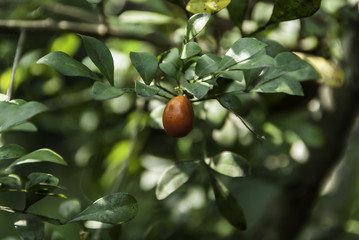 Fruit of Aglaia odorata