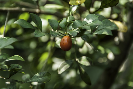 Fruit of Aglaia odorata
