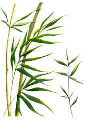 green bamboo branches watercolor on white background