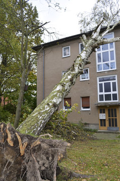 Storm damage with fallen birch and damaged house after hurricane Herwart in Berlin, Germany