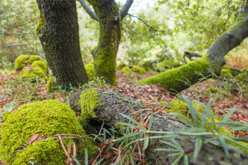 Obraz premium Autumn colors on the Etna volcano