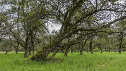Obraz premium Alte Apfelbäume