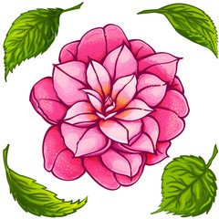 Exotic flower. Camellia with green leaves. Paradise pink flower.