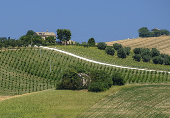 Summer landscape in Marches (Italy) near Montecassiano