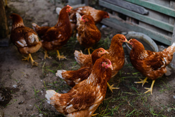 Red chickens in the courtyard